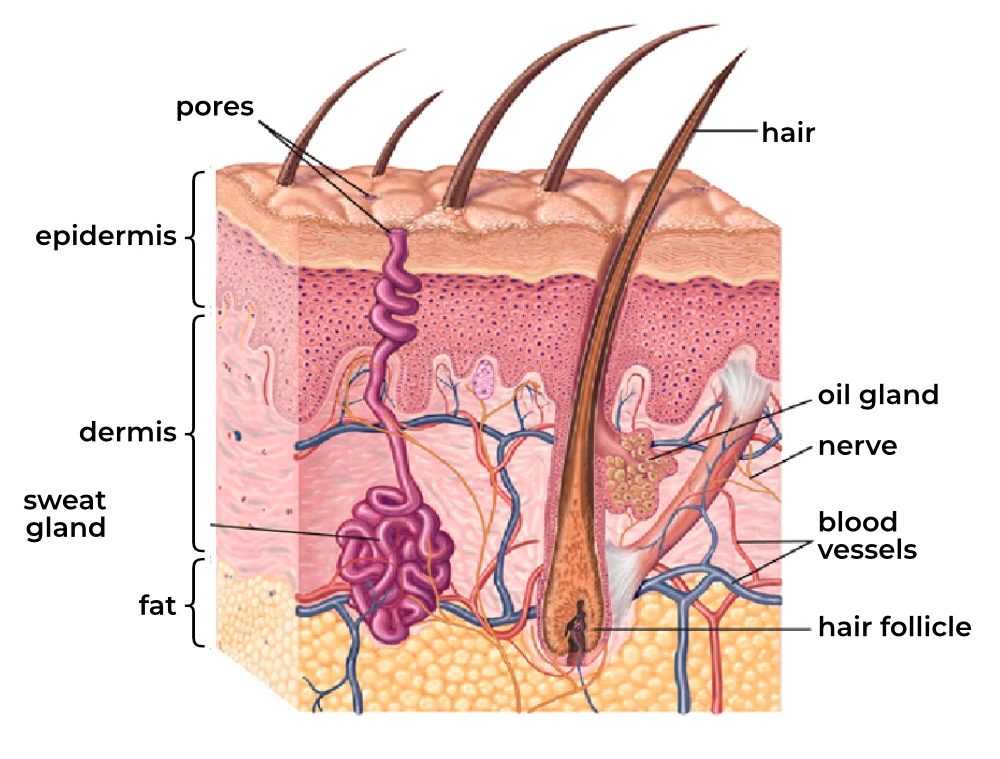 skin penetration mmwave